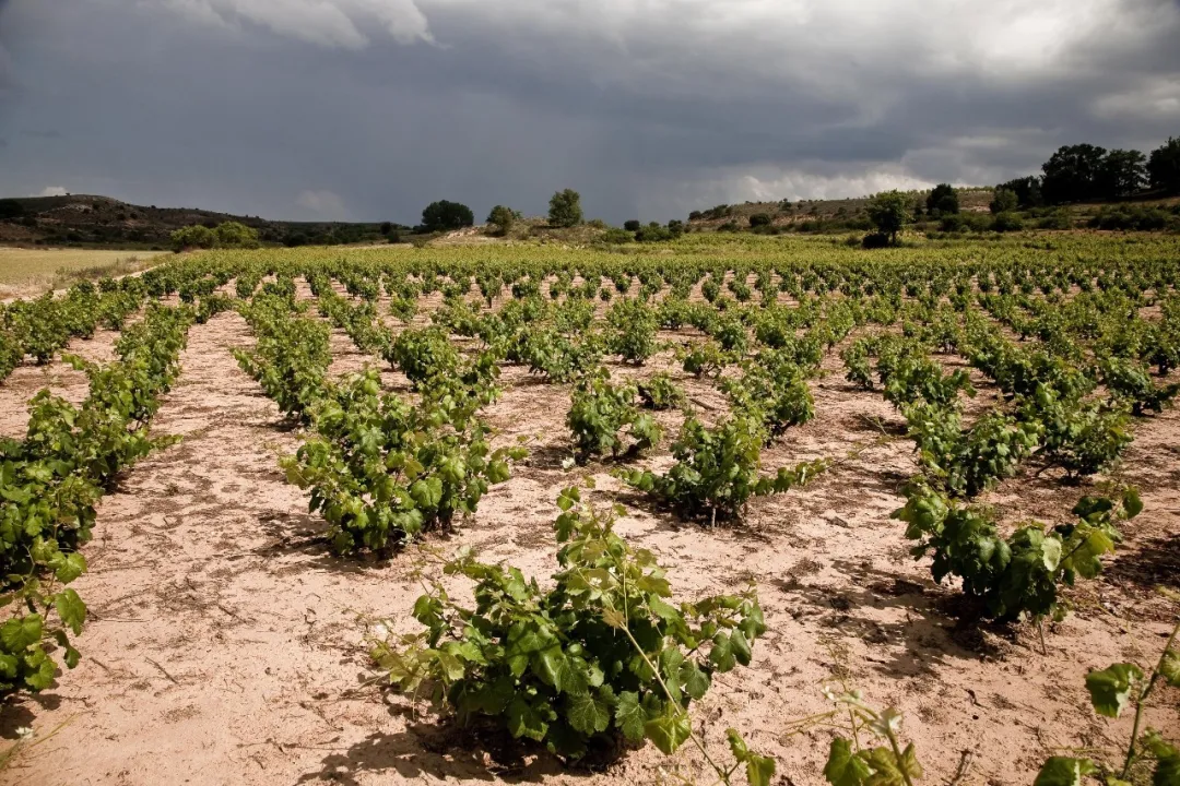 Original Spanish Bottle Imported Ejia Wine/Red Wine