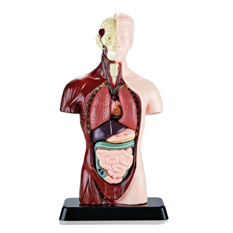 科教玩具早教人体结构骨骼模型套装科教中小学生DIY组装儿童益智