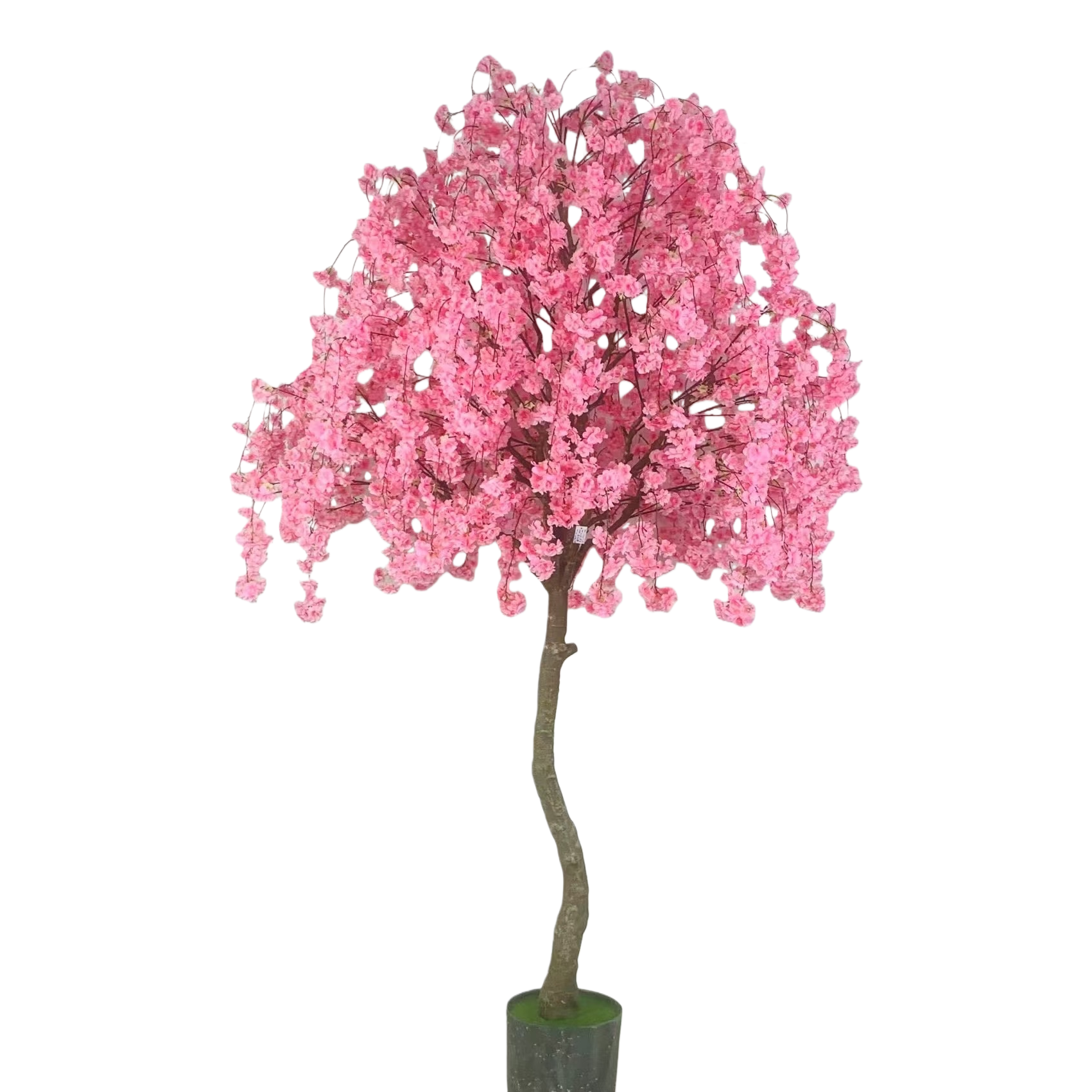 粉色樱花树白底实物图
