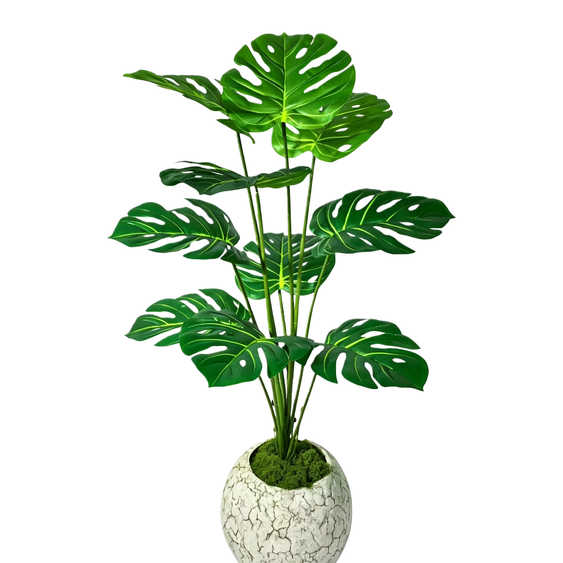 Green plants, potted plants, indoor small succulent plant combination potted plants Specification image