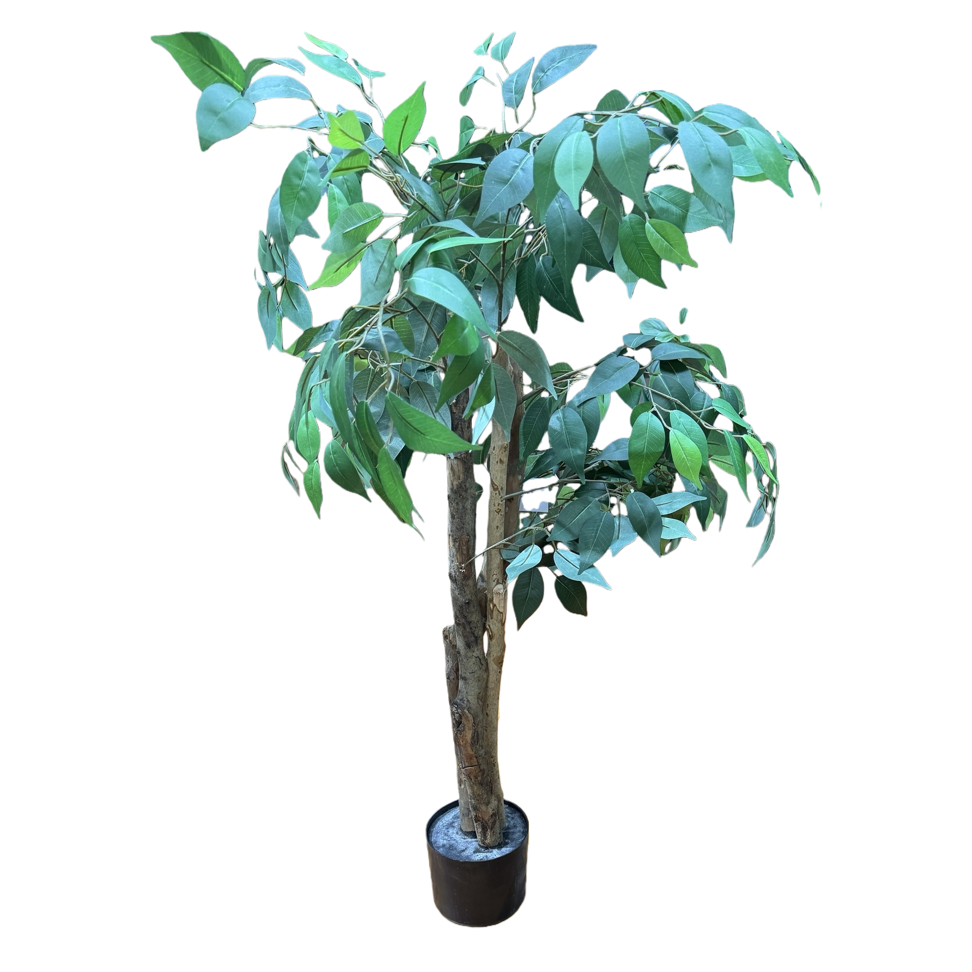 Green leafy plants, potted trees, indoor ornamental plants, small potted trees, home greening plants Item Picture