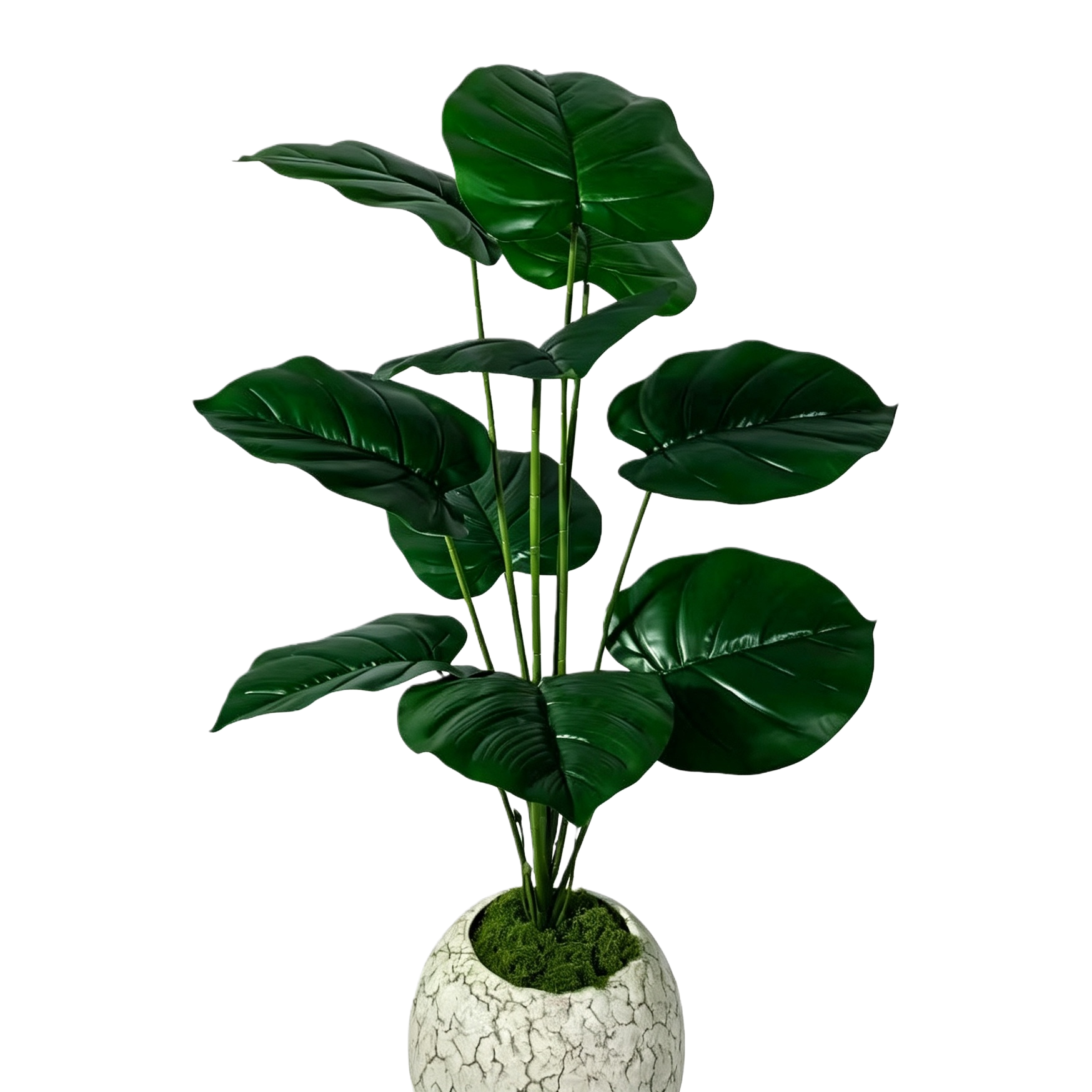 Green plants, potted plants, succulents, small potted plants, indoor shade-tolerant plants, friendly for beginners Item Picture