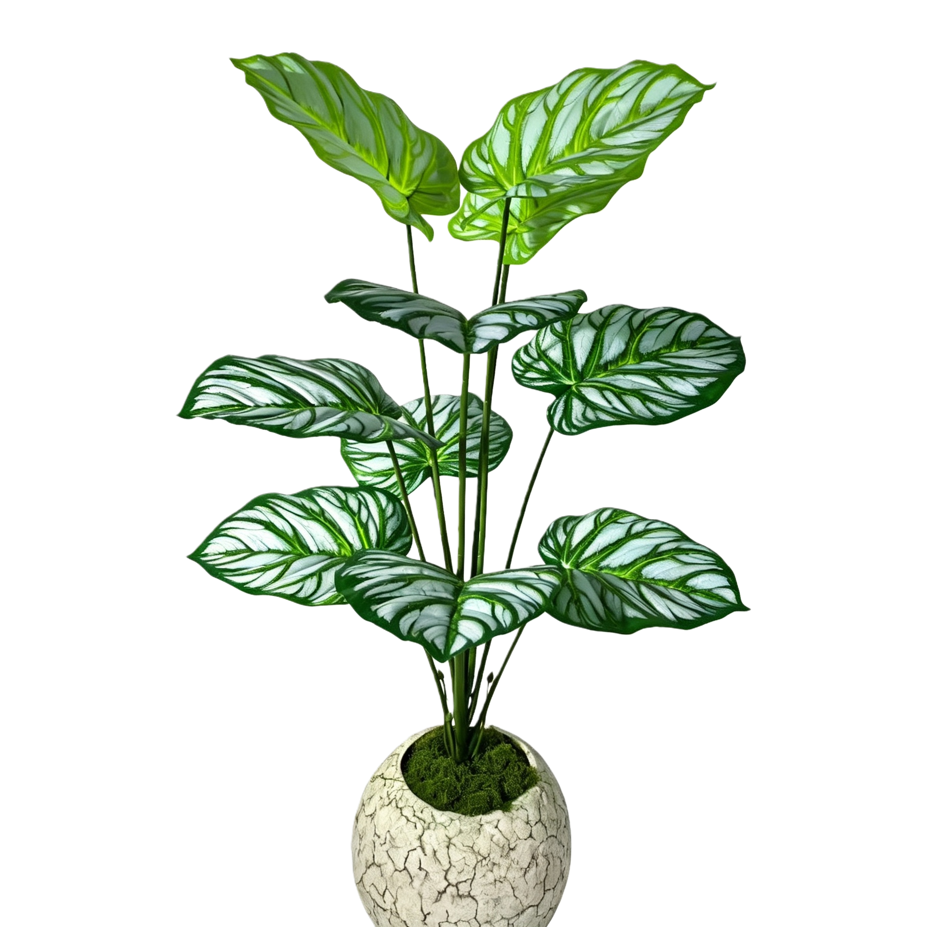 Green leaf plant potted plants, indoor small green plant potted plants, succulent plant combination 164251138 Item Picture