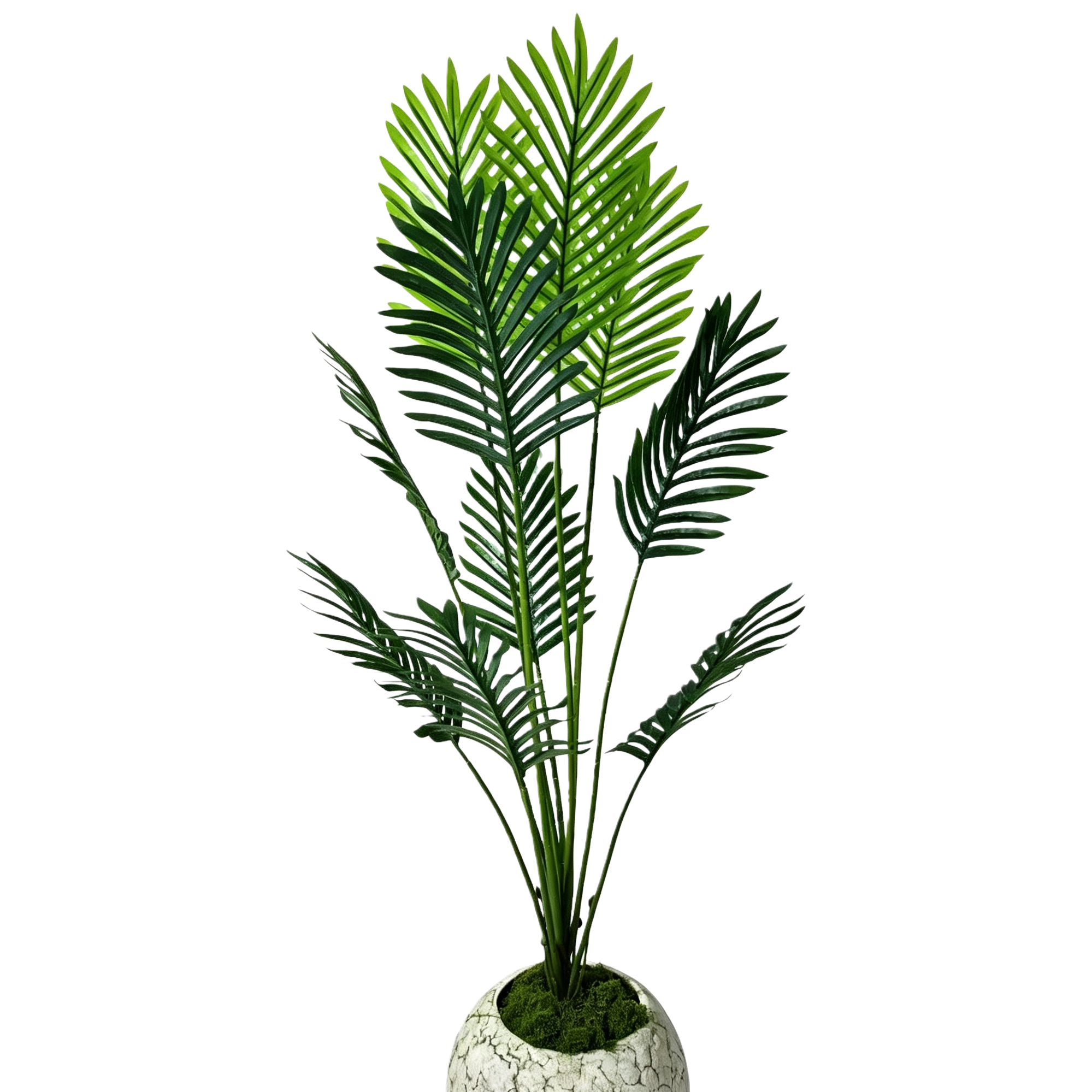 Green palm leaf potted plants, indoor green plants, home decoration, shade-tolerant plants, succulent potted plants Item Picture