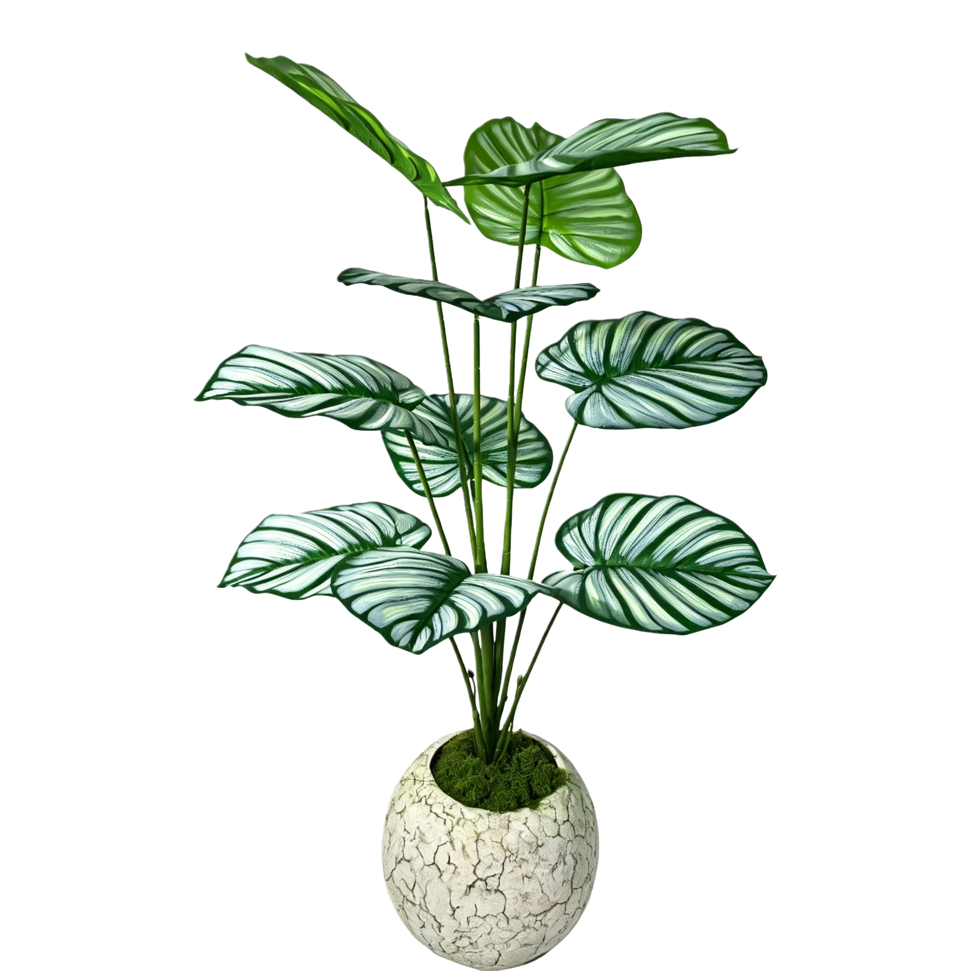 Green leaf plant potted plants, indoor small green plant potted plants, succulent plant combination package Item Picture