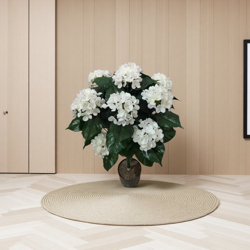 白色绣球花盆栽植物室内绿植观赏花卉耐寒庭院绿化植物