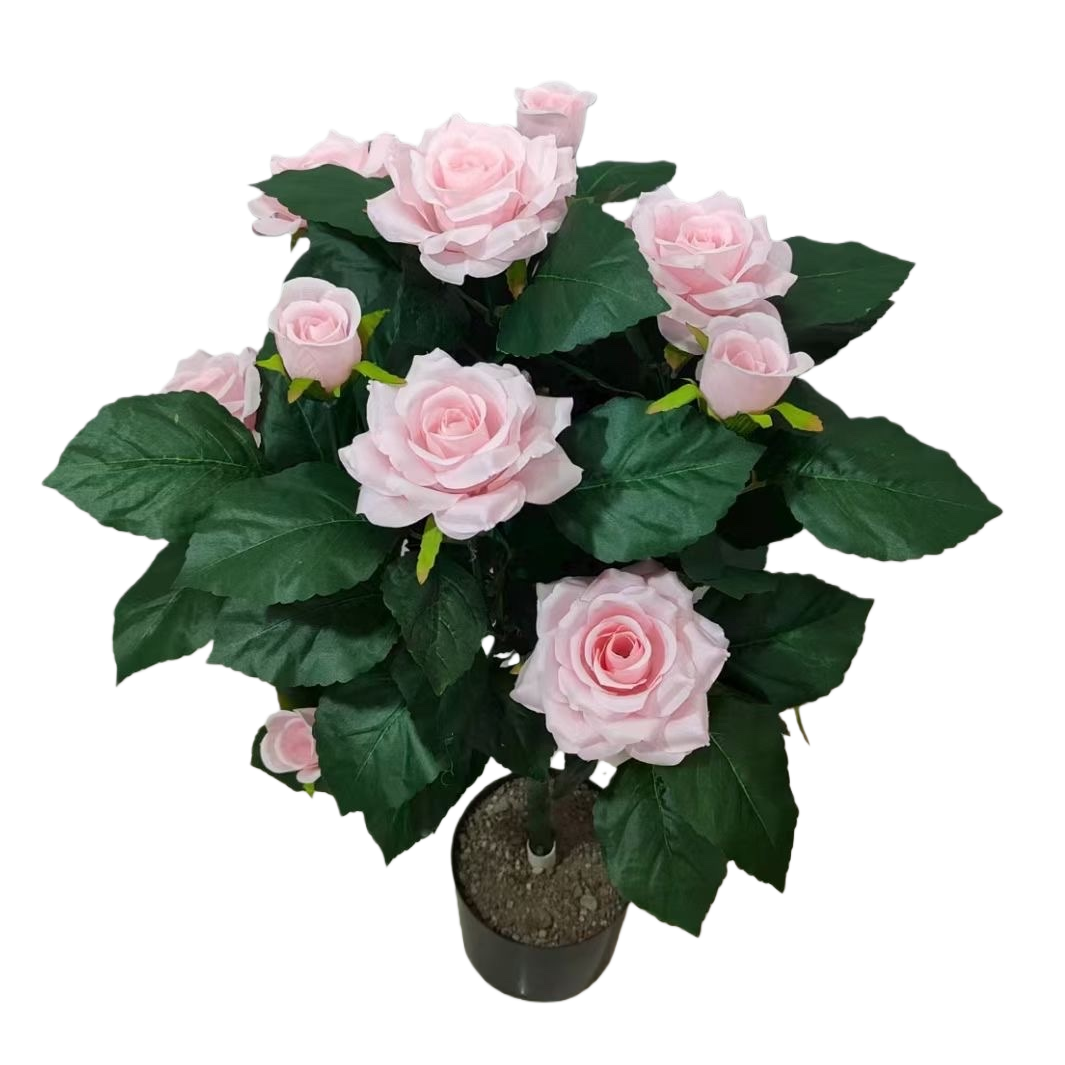 粉色玫瑰花盆栽植物室内绿化装饰花卉盆栽家庭园艺用品白底实物图