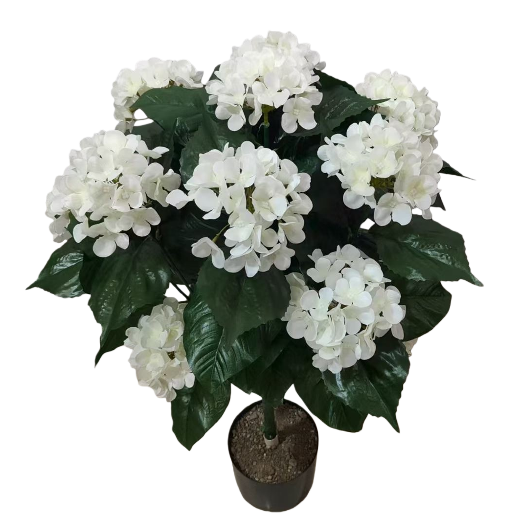 白色绣球花盆栽植物室内绿植观赏花卉耐寒庭院绿化植物白底实物图