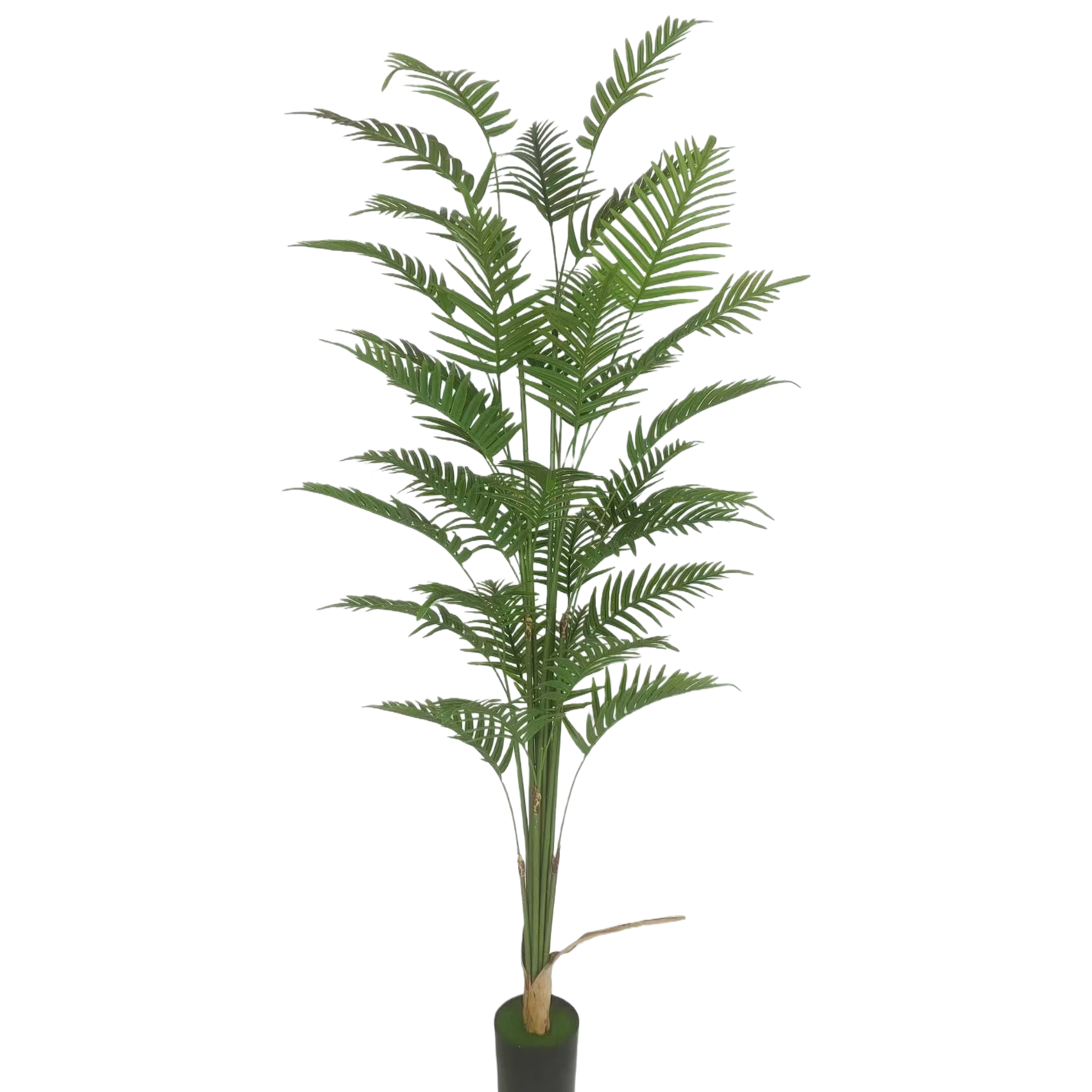 绿色植物+盆栽植物白底实物图