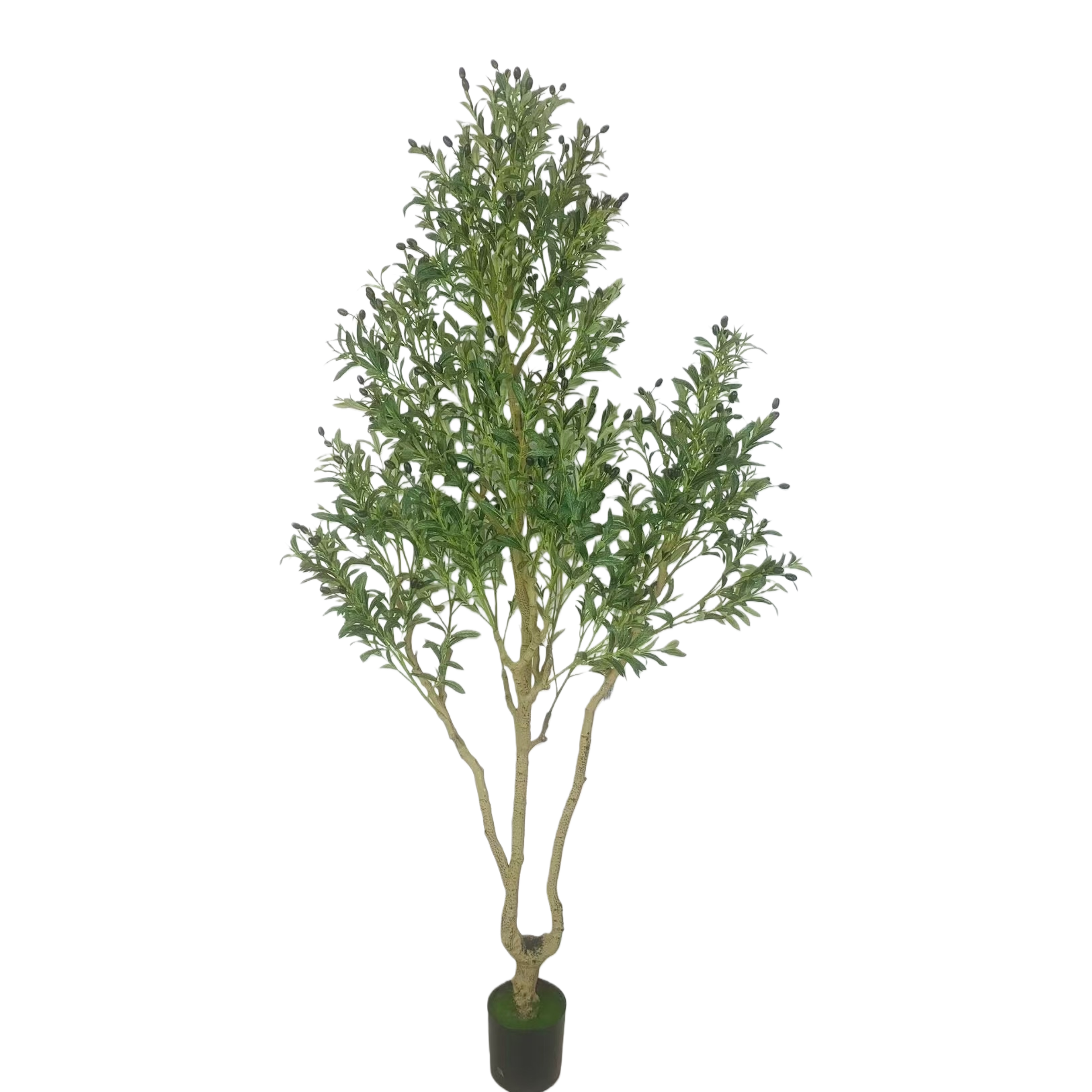绿色植物+盆栽橄榄树白底实物图