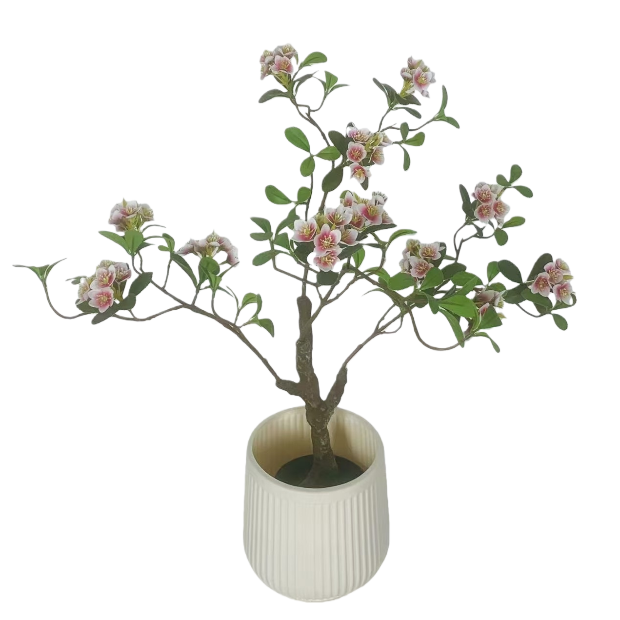 盆栽+植物白底实物图