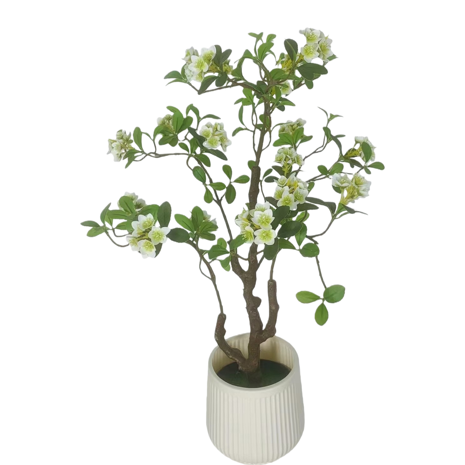 盆栽+植物白底实物图