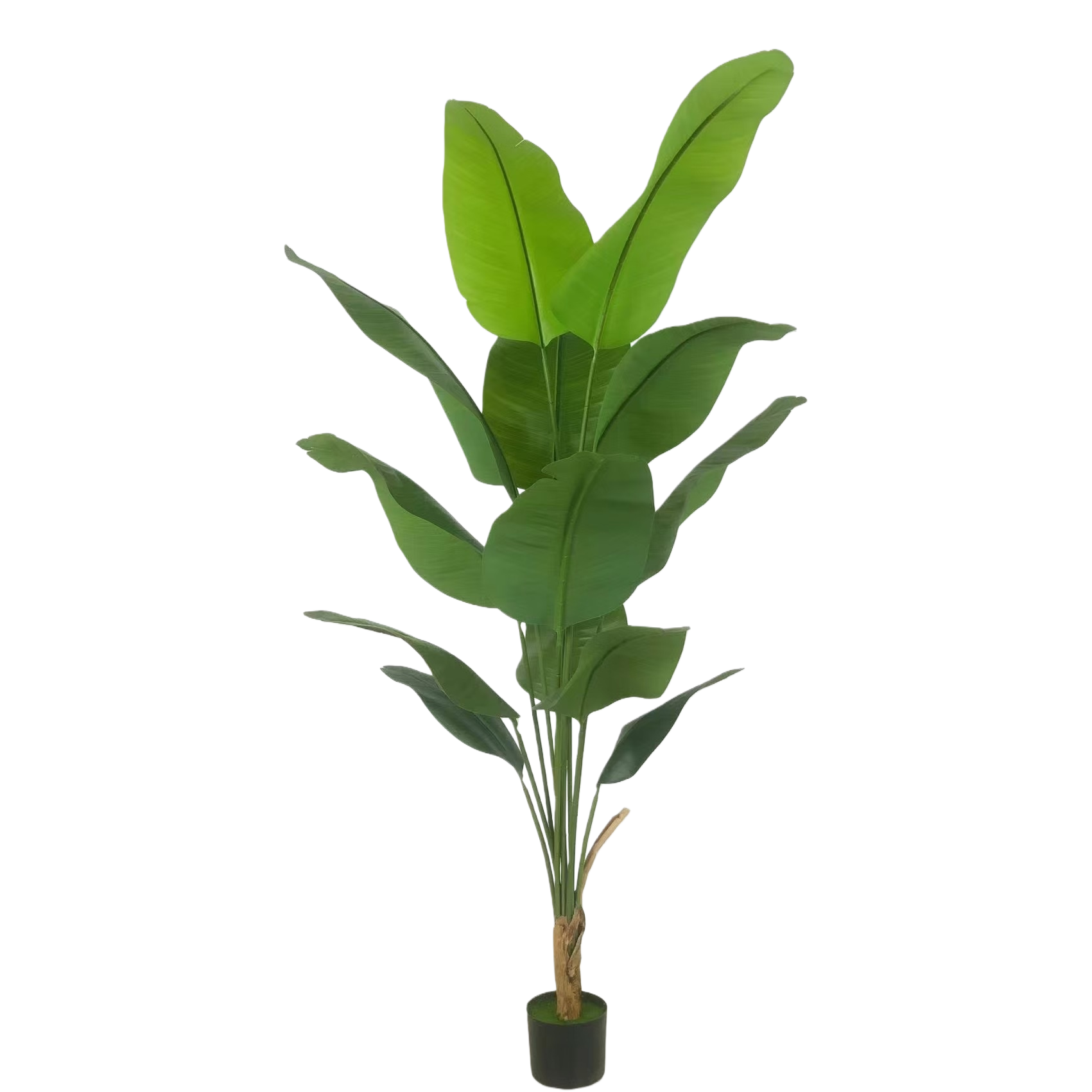 绿色植物+盆栽植物白底实物图