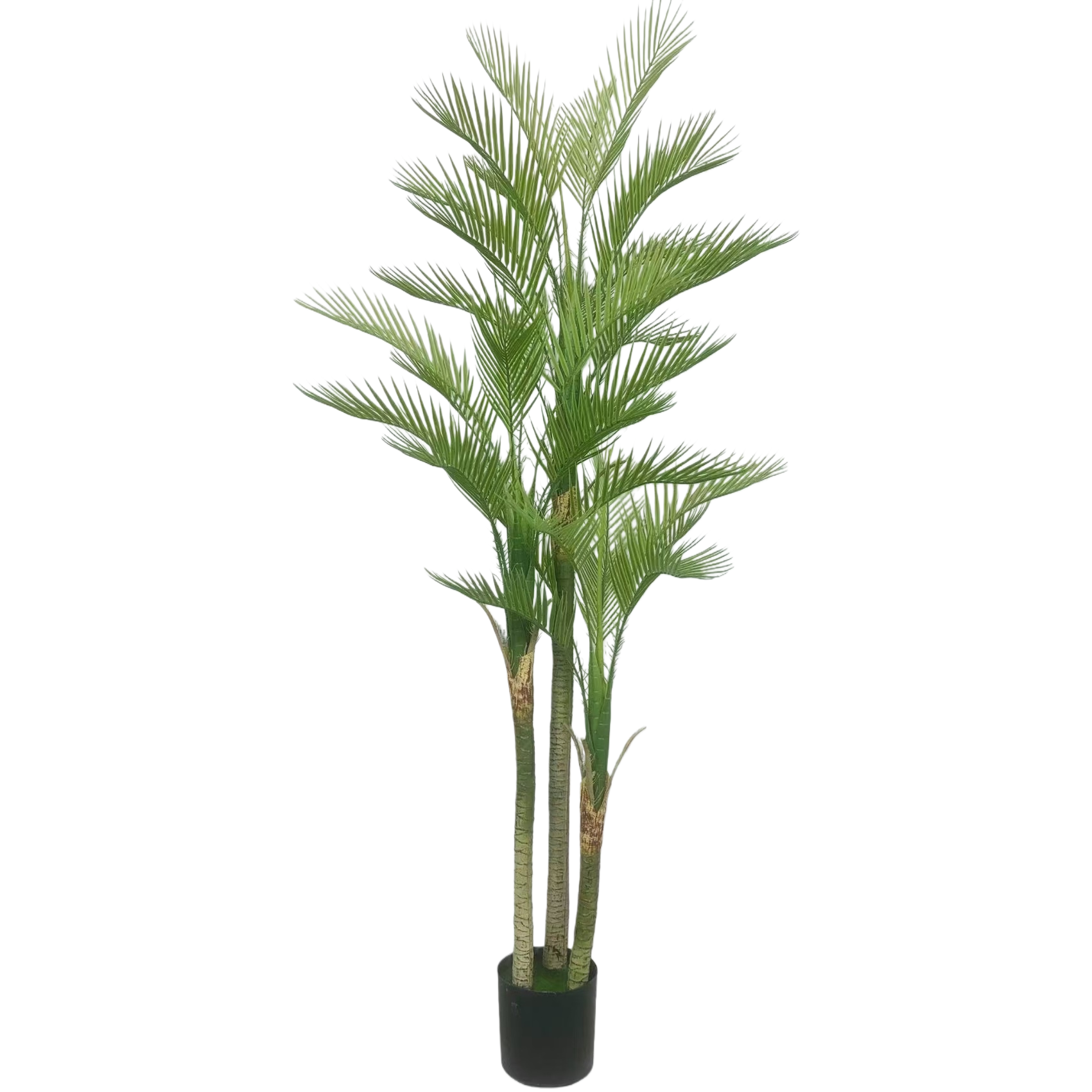 زراعة نباتات خضراء في البيوت، على غرار أشجار النخيل Item Picture