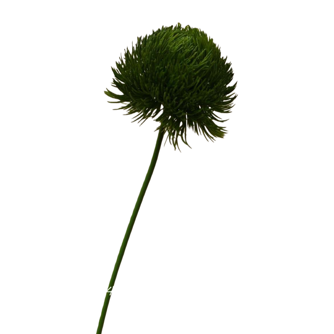 绿色小枝绿石竹盆栽植物室内观叶绿植花卉观赏植物白底实物图