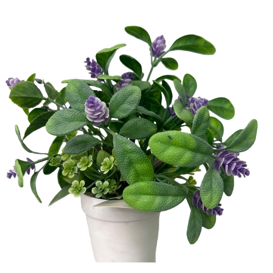 Pothos, spider plant, succulent, indoor ornamental small home green plants Item Picture