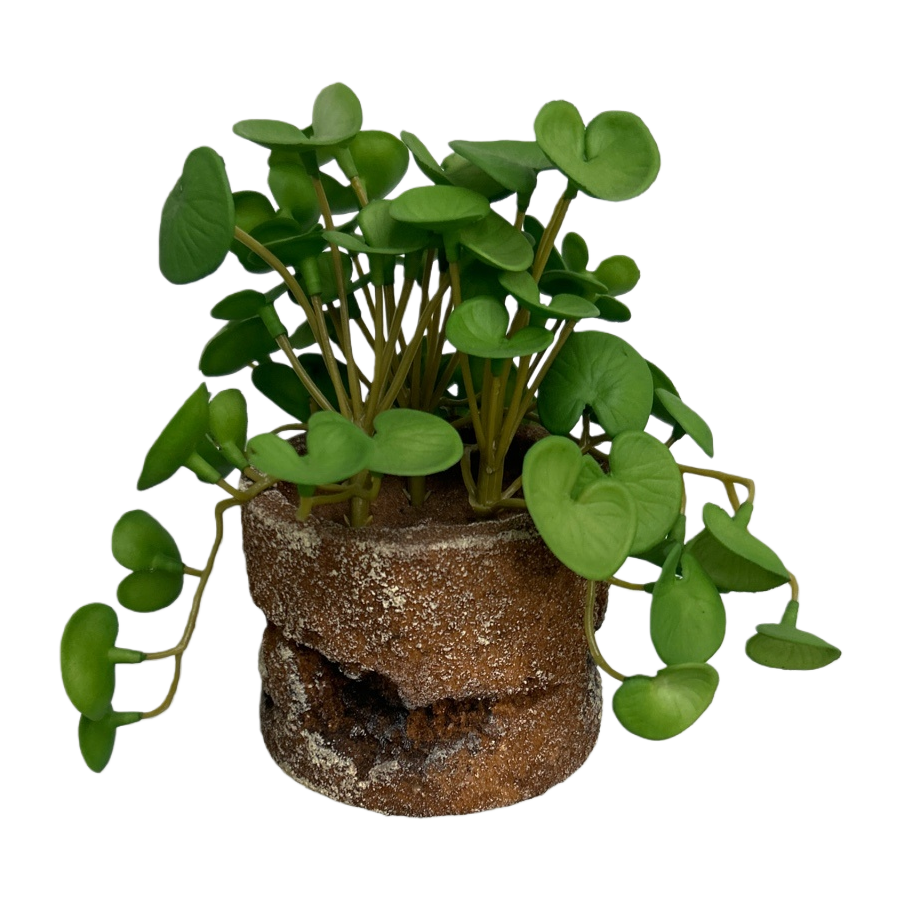 Green plant potted plants for indoor air purification, small potted plants and succulent combinations Item Picture