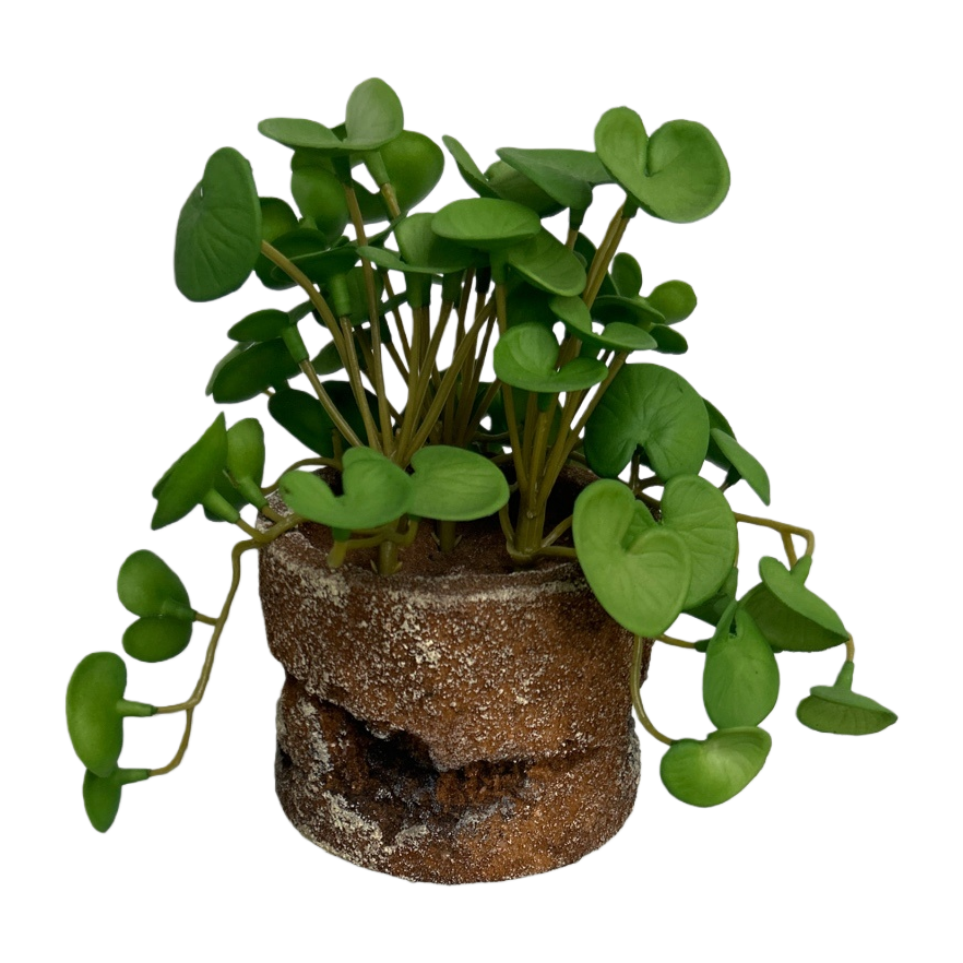 Green plant potted plants for indoor air purification, small potted plants and succulent combinations. 095834925 Item Picture