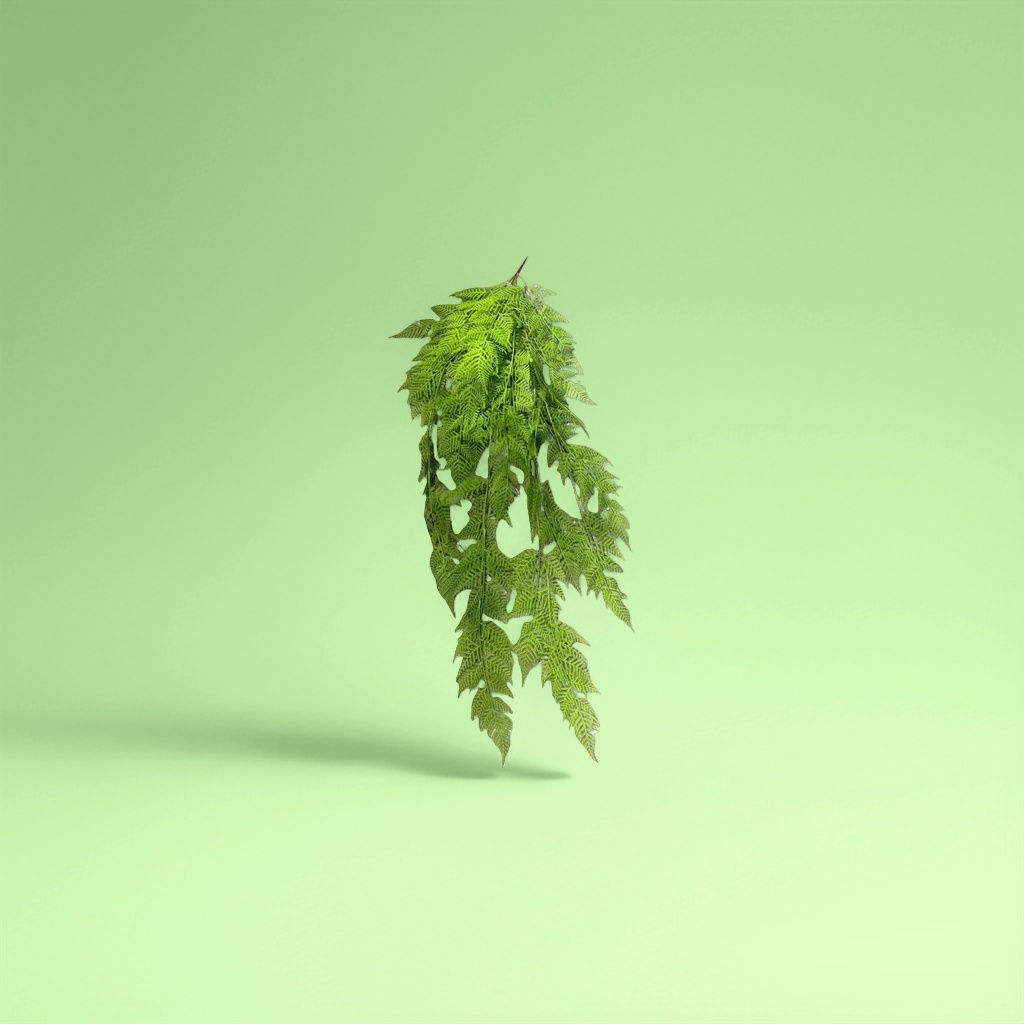 Green ferns, fern leaf potted indoor foliage plants, are easy to grow and shade-tolerant Application Scenario