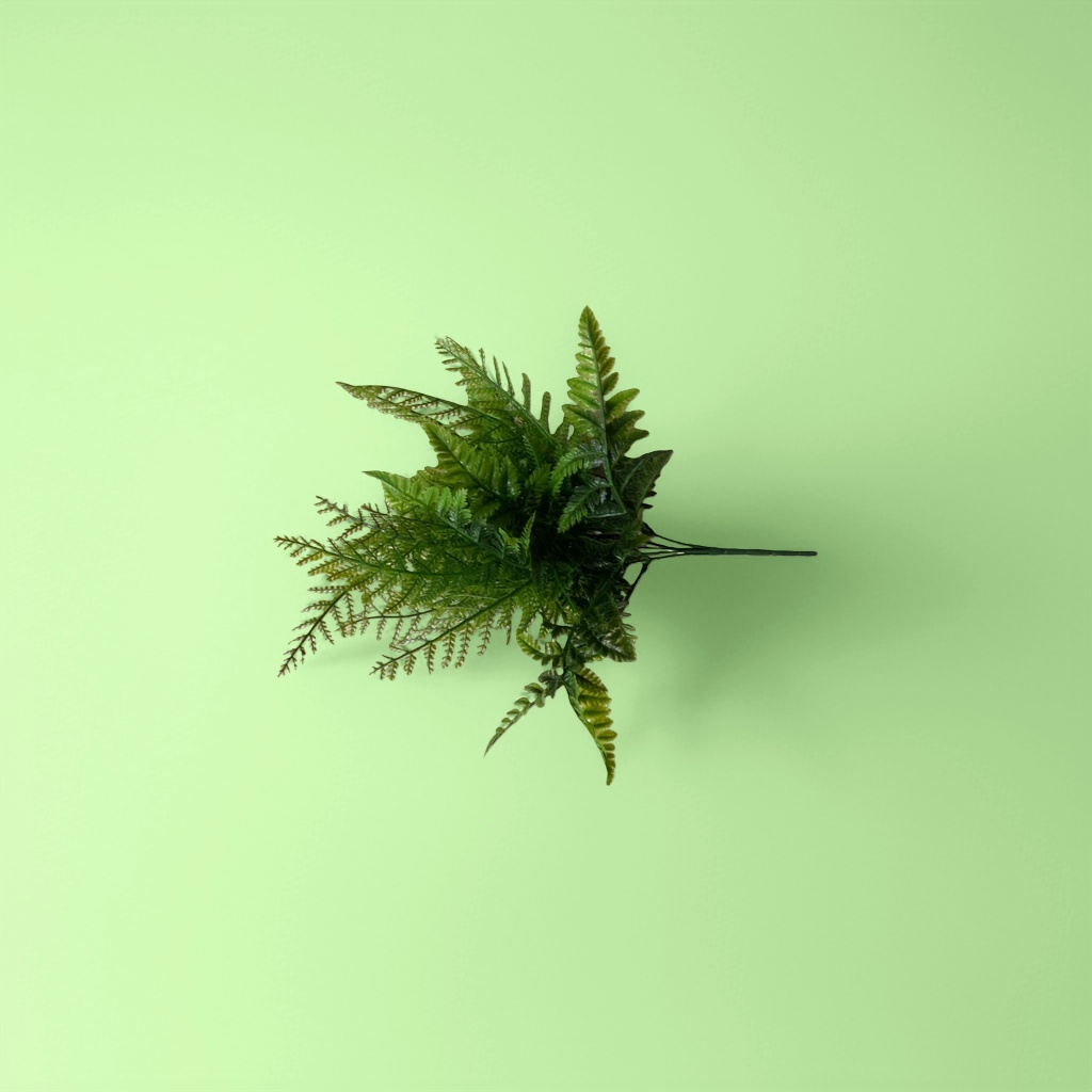 Green fern indoor foliage potted plants are easy to grow, shade-tolerant and can purify the air Specification image