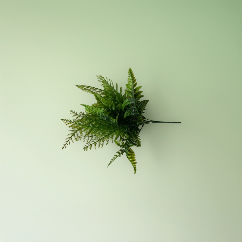Green fern indoor foliage potted plants are easy to grow, shade-tolerant and can purify the air details Picture
