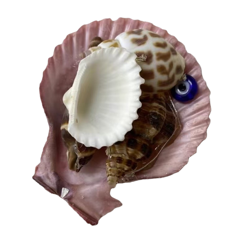 Natural shell decorative ornaments, ocean-style home decorations, hand-polished shell handicrafts Item Picture