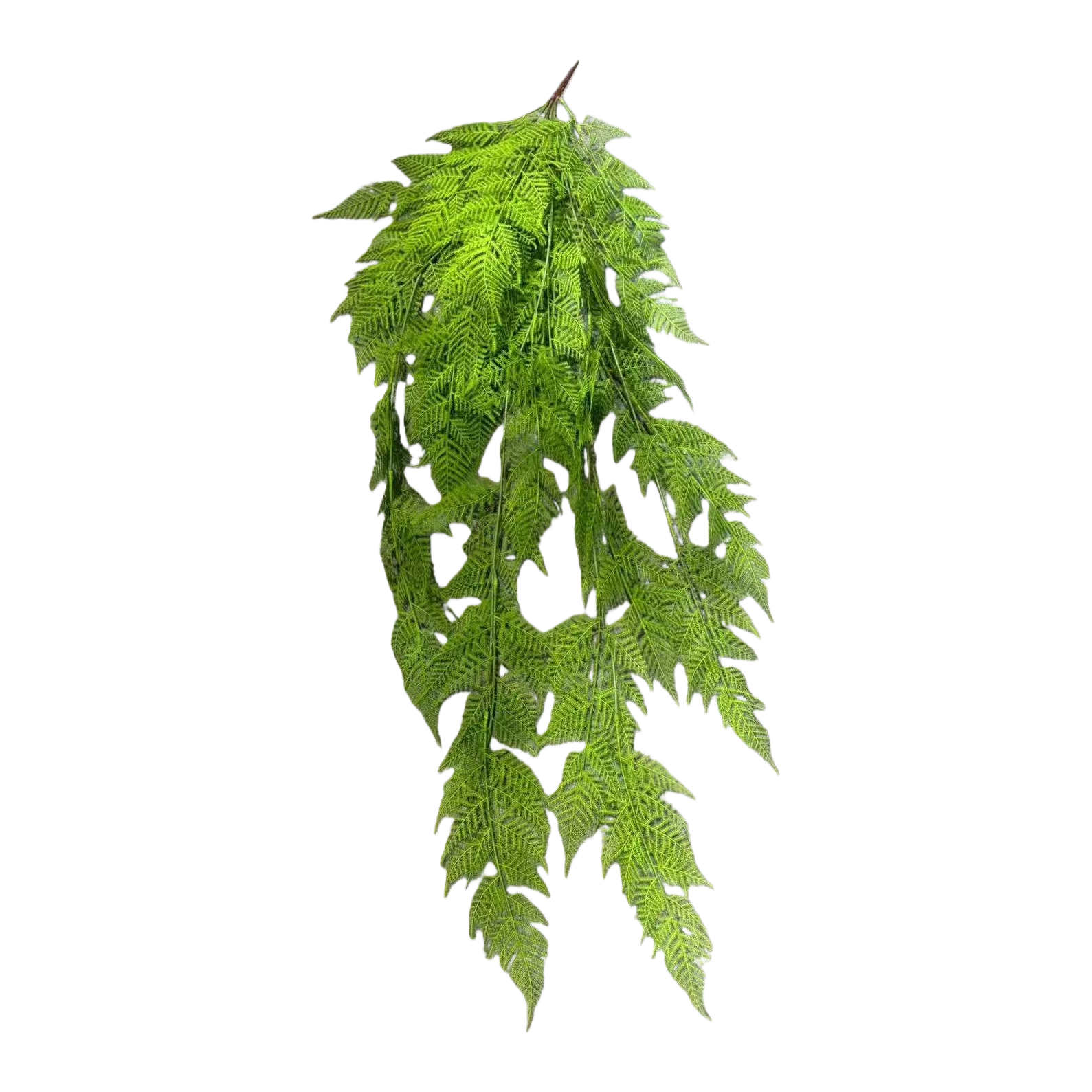Green ferns, fern leaf potted indoor foliage plants, are easy to grow and shade-tolerant Item Picture