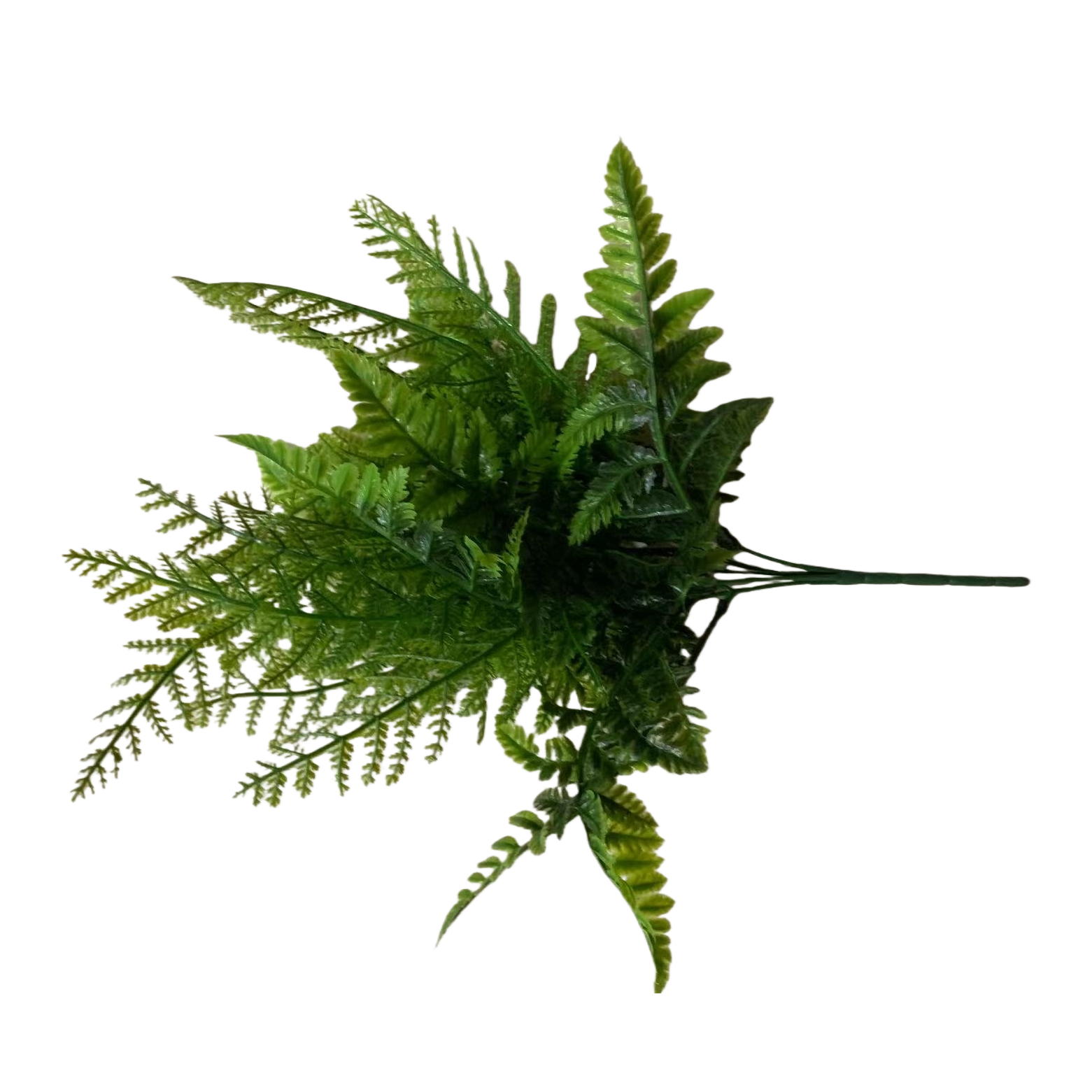 Green fern indoor foliage potted plants are easy to grow, shade-tolerant and can purify the air Item Picture