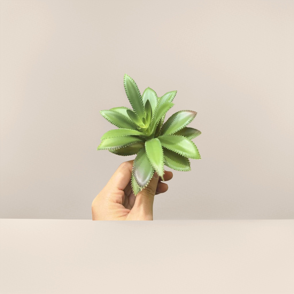 绿色多肉植物盆栽室内小型耐旱观赏绿植阳台装饰细节图