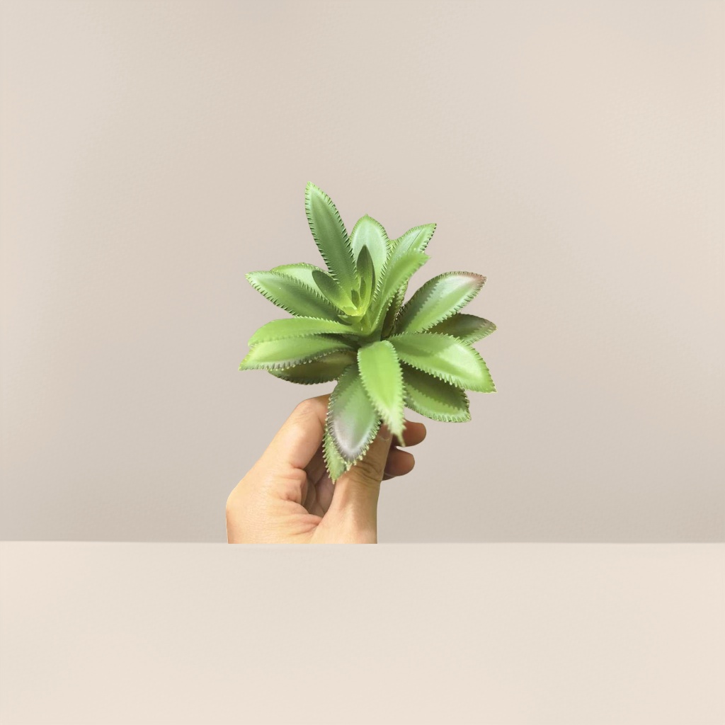 绿色多肉植物盆栽室内小型耐旱观赏绿植阳台装饰