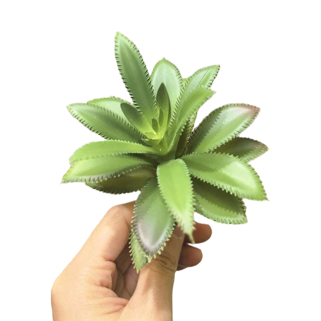 绿色多肉植物盆栽室内小型耐旱观赏绿植阳台装饰白底实物图