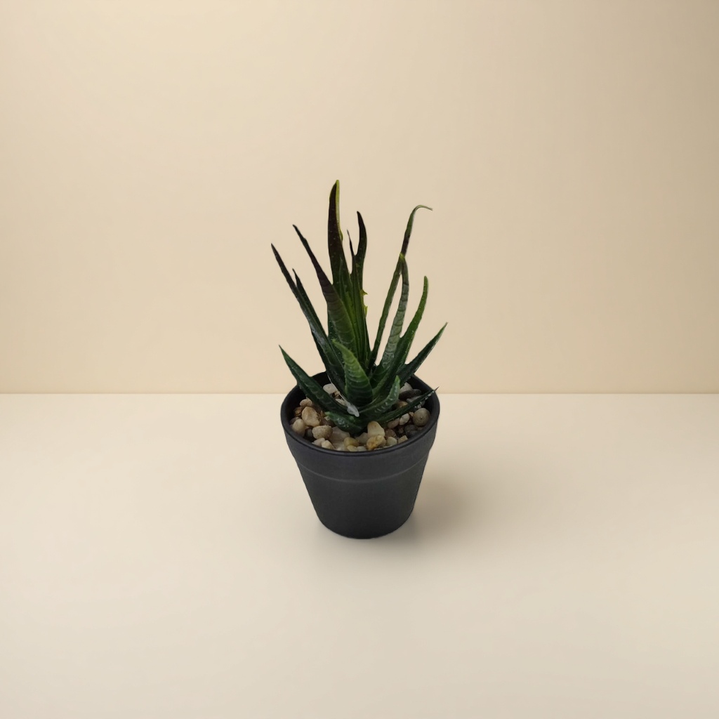 绿色多肉植物盆栽 室内小型观赏绿植易养耐旱 Specification image