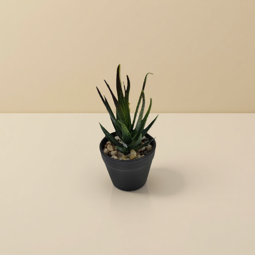 绿色多肉植物盆栽 室内小型观赏绿植易养耐旱 Application Scenario