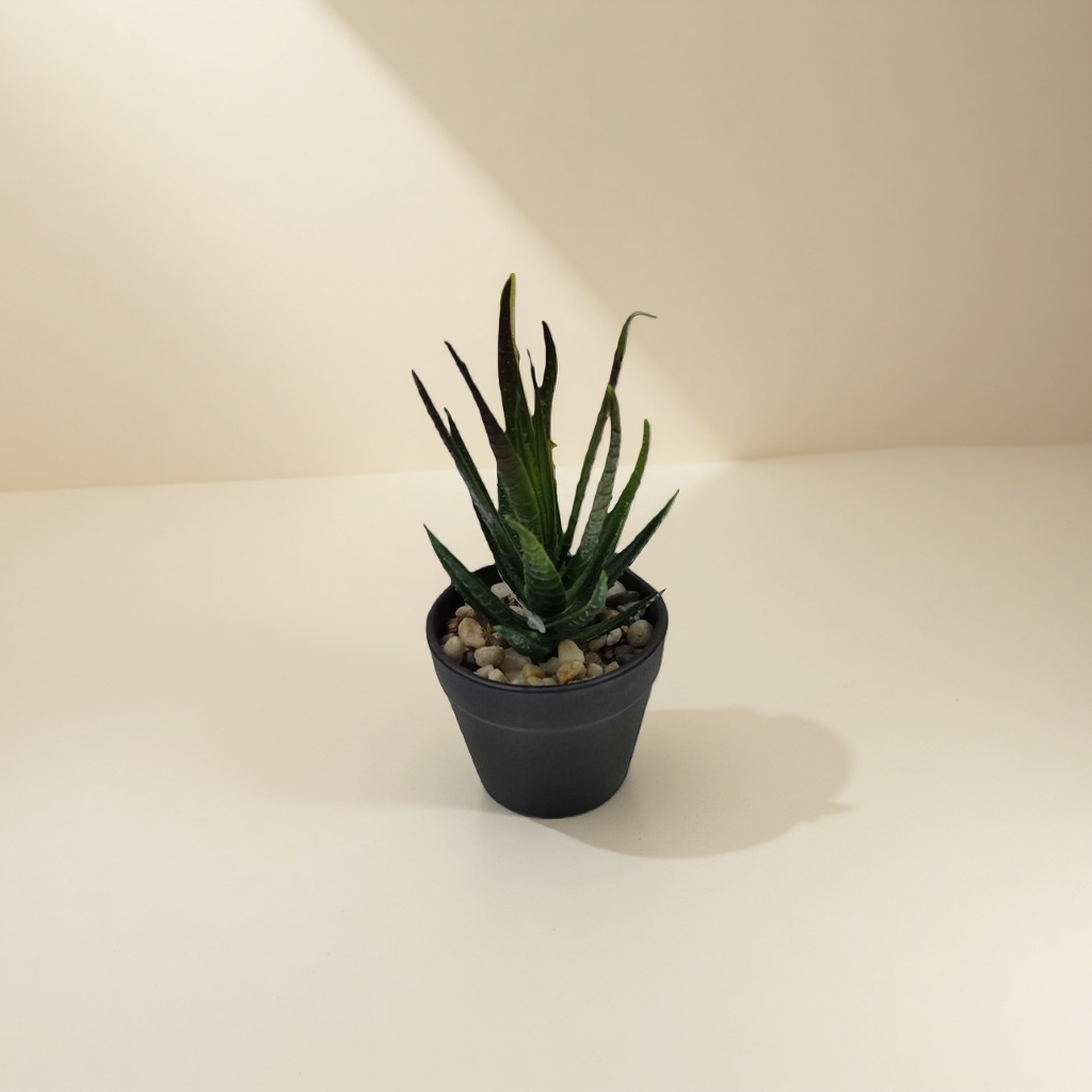 绿色多肉植物盆栽 室内小型观赏绿植易养耐旱 details Picture