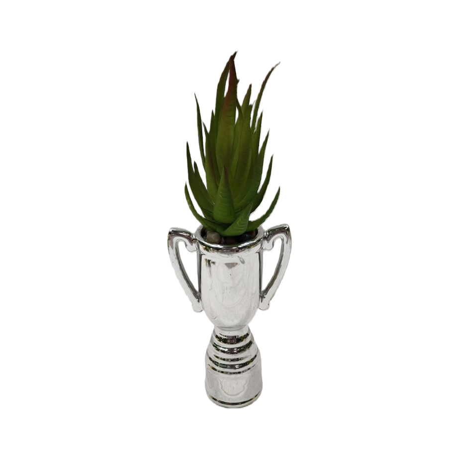 盆栽植物绿植室内装饰小型观叶植物 Item Picture