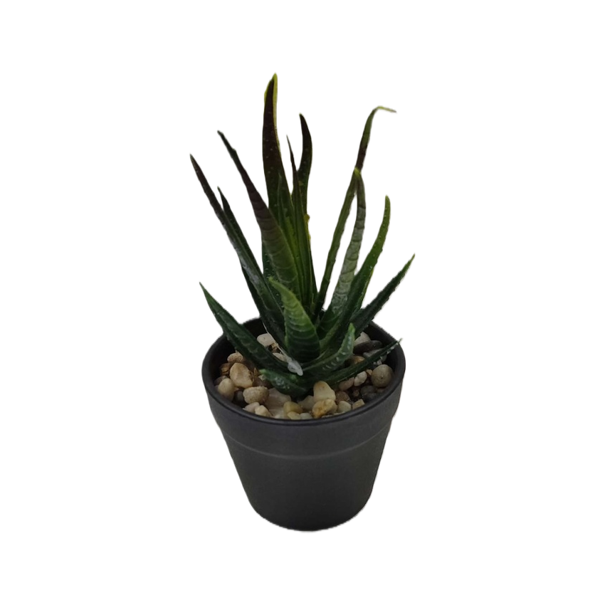 绿色多肉植物盆栽 室内小型观赏绿植易养耐旱 Item Picture