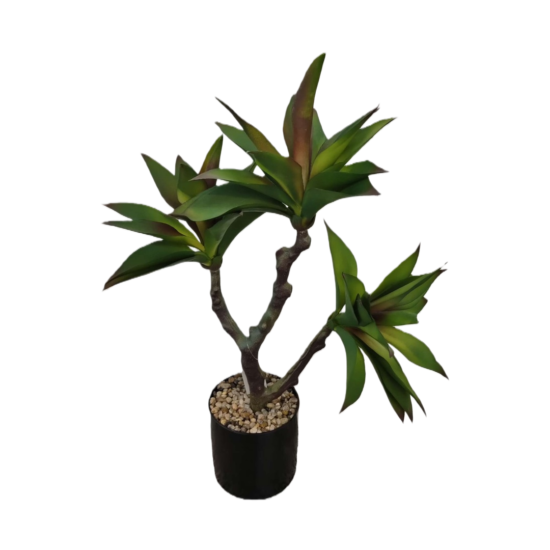 绿色多肉植物盆栽 陶瓷花盆套装 客厅阳台装饰绿植 Item Picture
