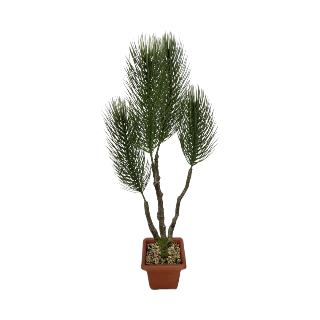 盆栽植物绿萝吊兰多肉室内小型观赏植物盆栽 Item Picture