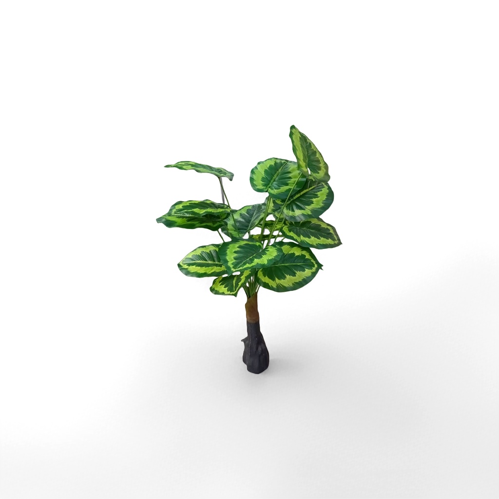 蕨类植物实物图