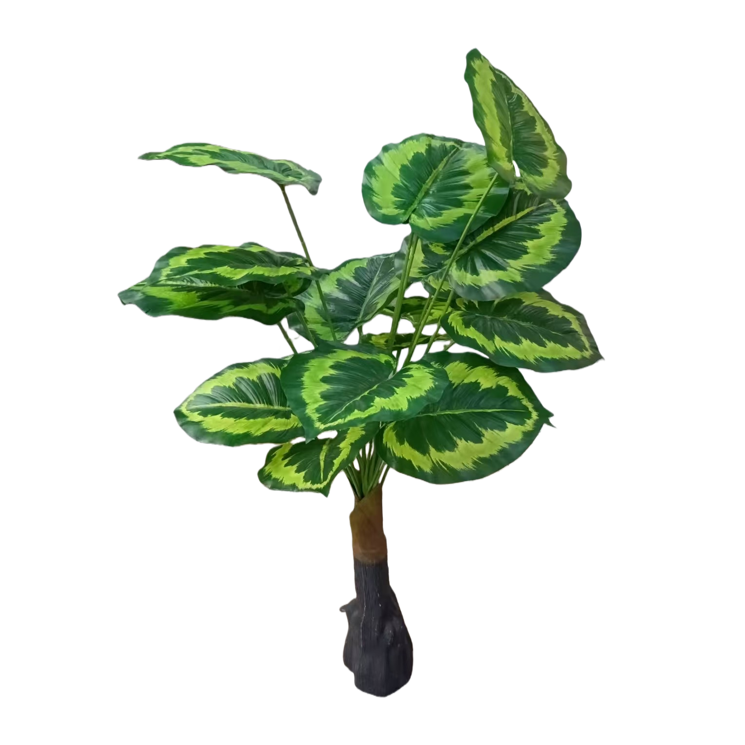绿叶植物室内盆栽观叶绿植净化空气易养耐阴白底实物图