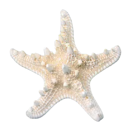 White starfish decorative ornaments, ocean-style creative home decorations for living rooms, bedrooms and desktops Item Picture