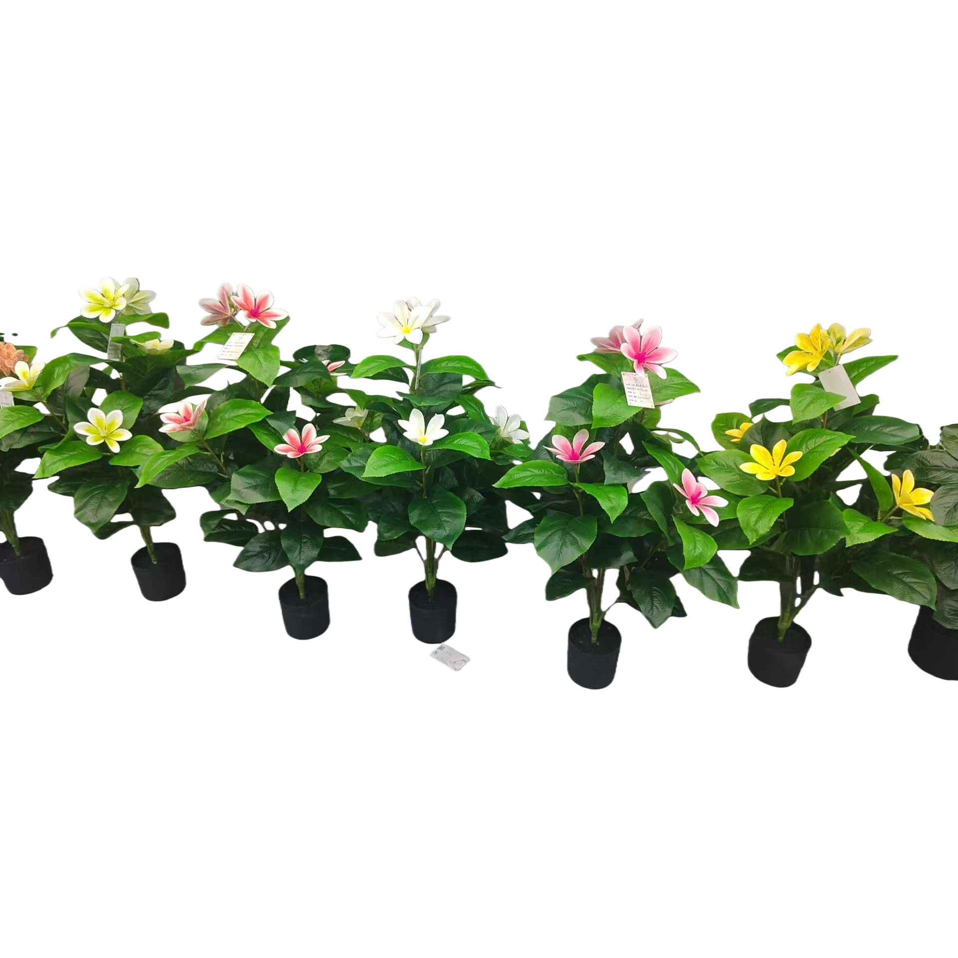 花卉盆栽植物 室内阳台装饰绿植 陶土盆带土栽培白底实物图