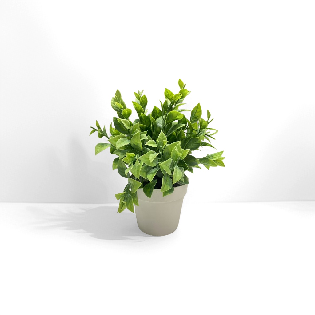 绿色植物盆栽室内绿植小盆栽多肉植物装饰摆件