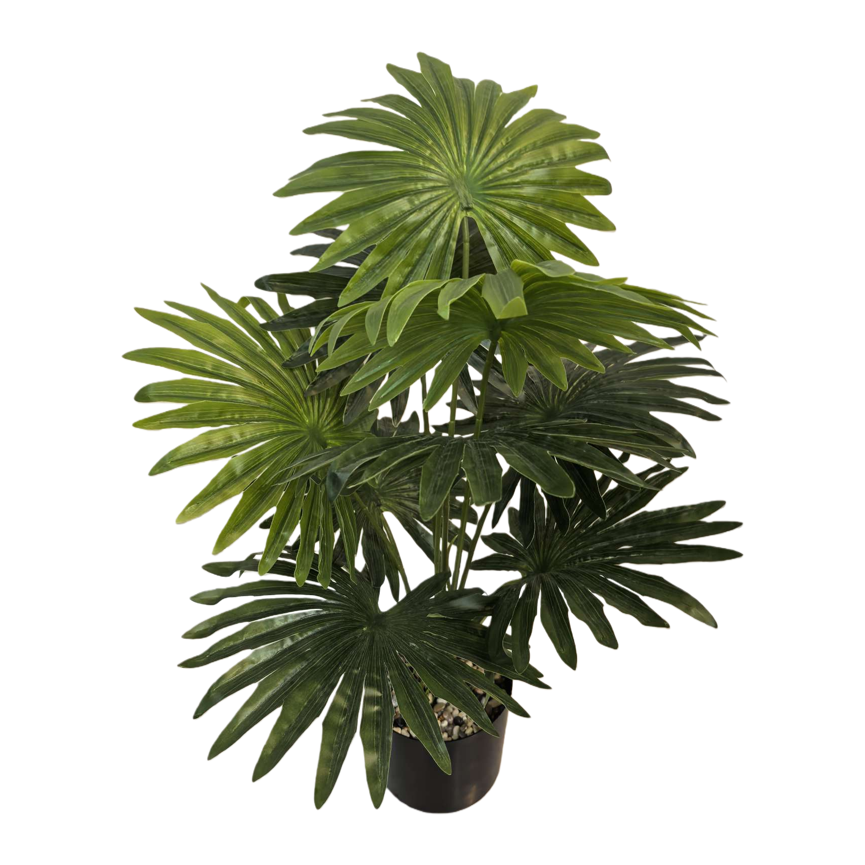 نباتات خضراء تزرع في غرفة نبتة خضراء، Item Picture