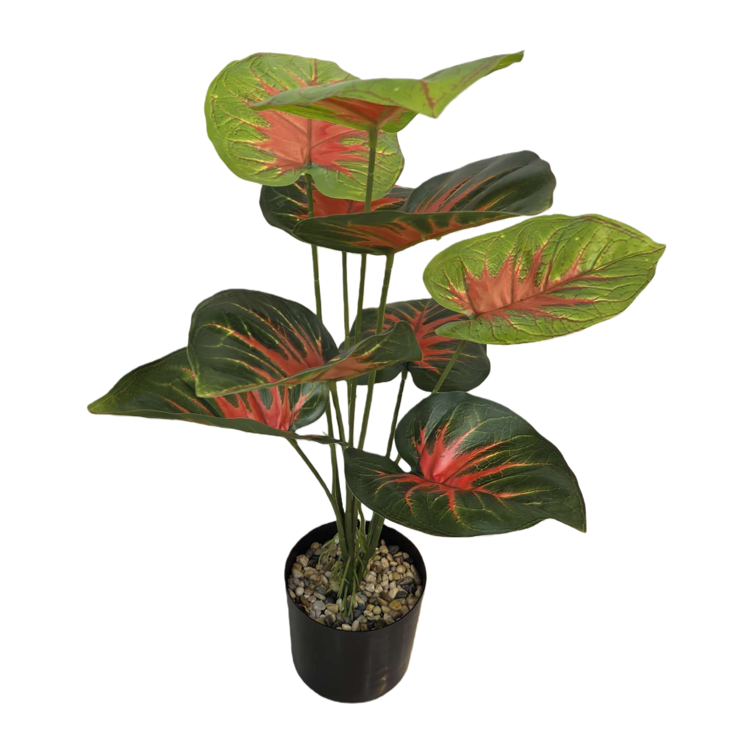 Green leaf and red vein plant potted indoor foliage plant, easy-to-grow shade-tolerant small potted plant Item Picture