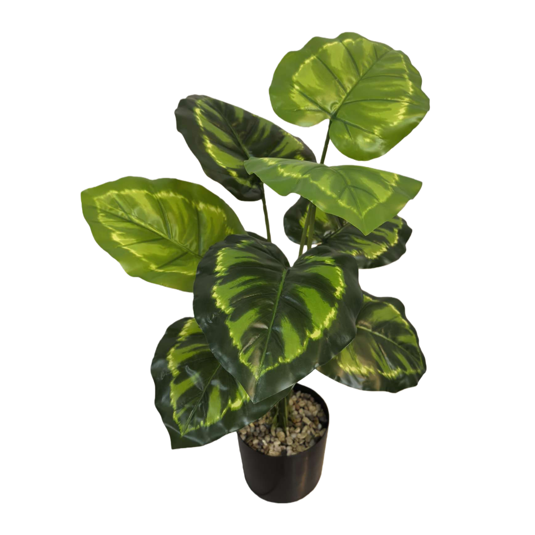 Green-leaf potted plants, indoor foliage green plants, small potted plants, easy to grow and shade-tolerant Item Picture