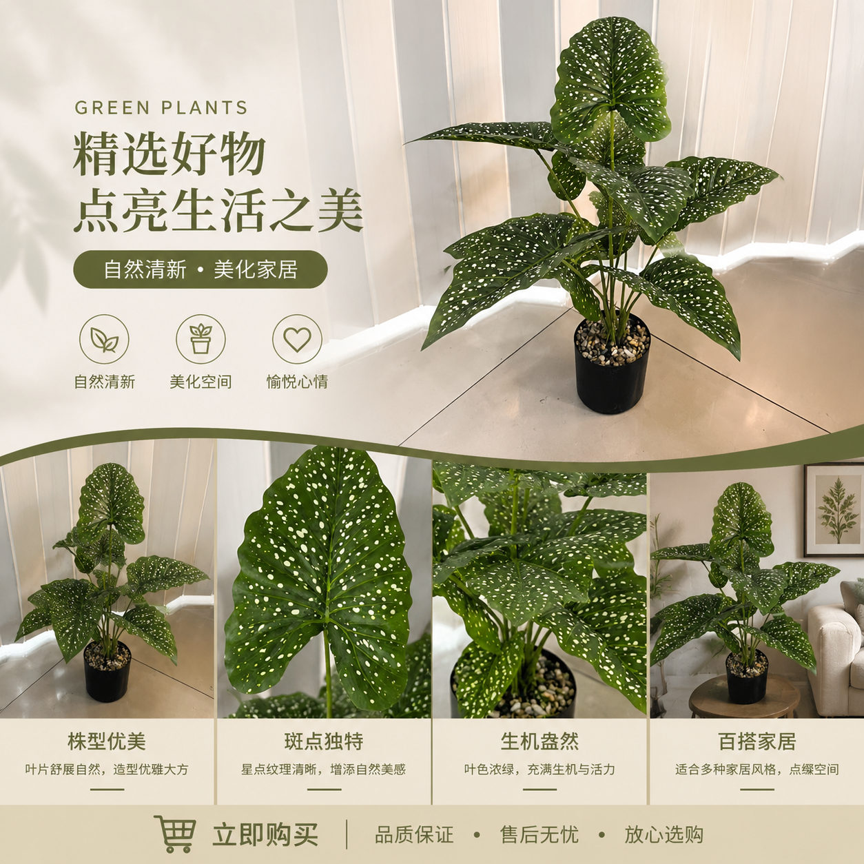 绿叶斑点植物盆栽 室内观叶绿植小盆栽易养耐阴详情1