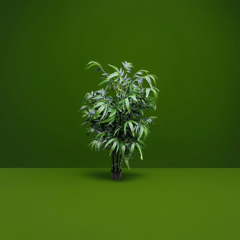 盆栽竹子绿色植物客厅阳台装饰耐阴易养图