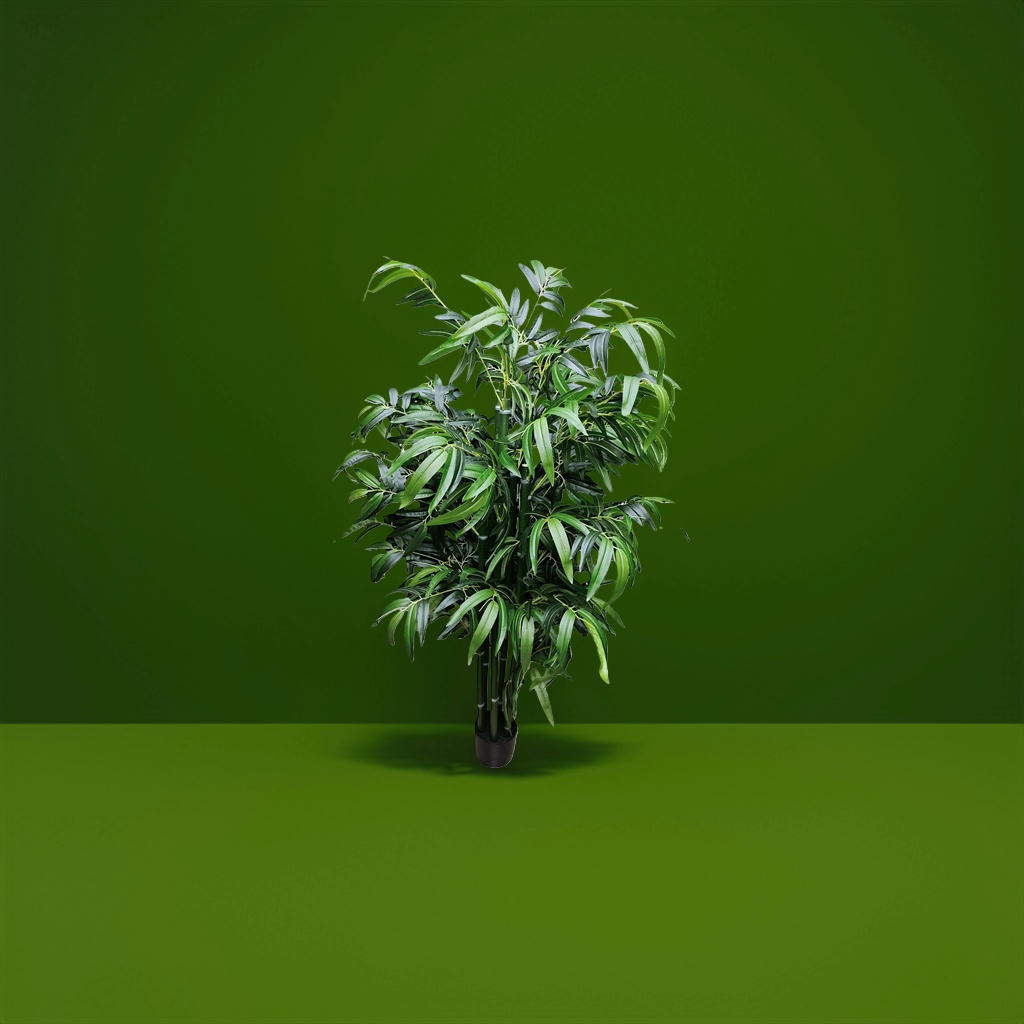盆栽竹子绿色植物客厅阳台装饰耐阴易养细节图
