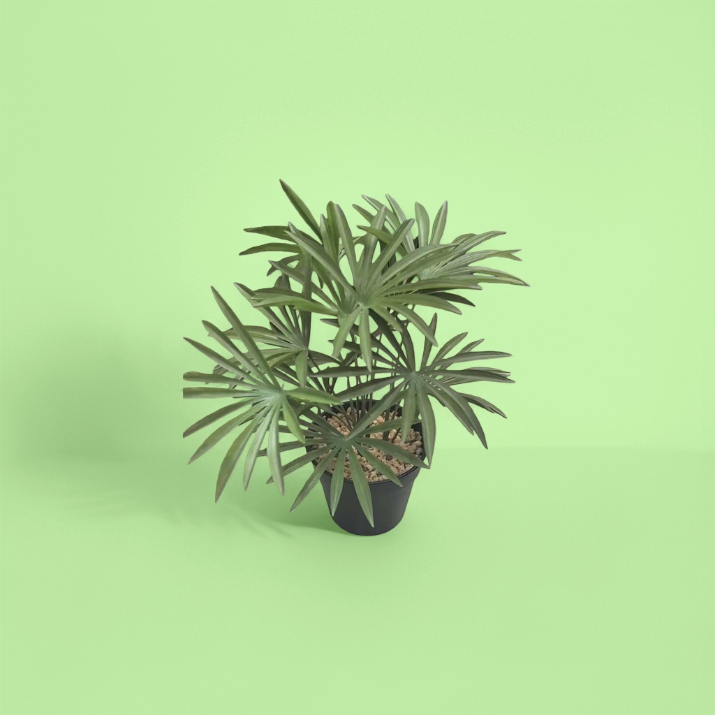 Green plants, potted plants, indoor foliage plants, easy to grow, shade-tolerant, and suitable for living room and balcony decoration